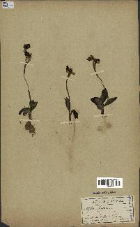 spécimen de Ophrys fusca