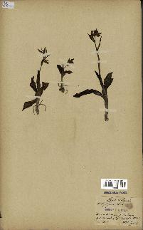 spécimen de Ophrys fusca
