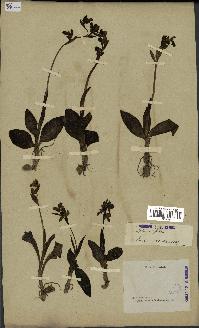 spécimen de Ophrys fusca
