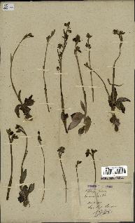 spécimen de Ophrys fusca