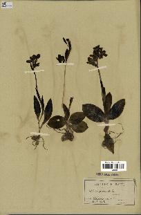 spécimen de Ophrys fusca