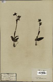 spécimen de Ophrys fusca
