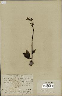 spécimen de Ophrys fusca