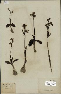 spécimen de Ophrys fusca