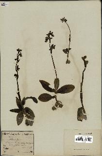 spécimen de Ophrys fusca
