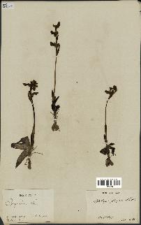 spécimen de Ophrys fusca