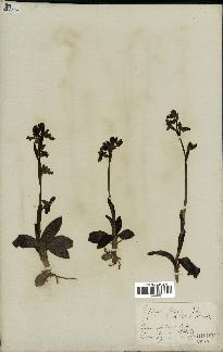 spécimen de Ophrys fusca