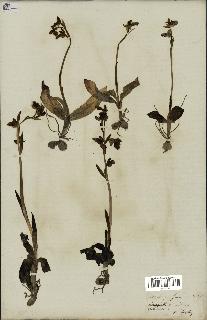 spécimen de Ophrys fusca