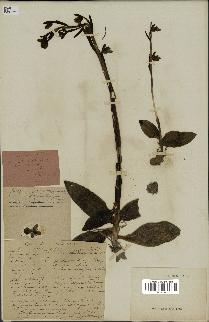 spécimen de Ophrys fusca
