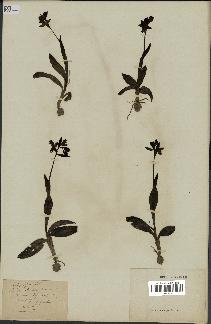 spécimen de Ophrys fusca