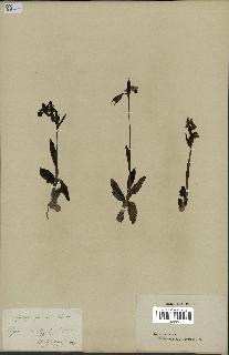 spécimen de Ophrys fusca