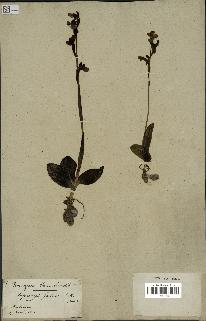 spécimen de Ophrys fusca