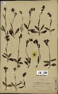 spécimen de Ophrys fusca