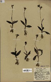 spécimen de Ophrys fusca