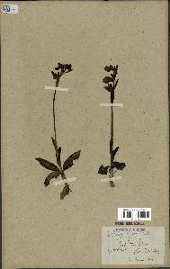 spécimen de Ophrys fusca
