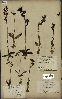 spécimen de Ophrys fusca
