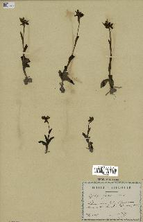 spécimen de Ophrys fusca