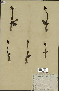 spécimen de Ophrys fusca