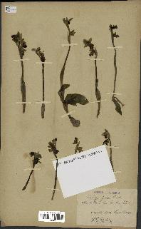 spécimen de Ophrys fusca