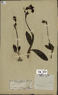 spécimen de Ophrys fusca