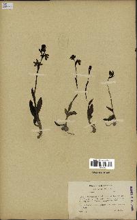spécimen de Ophrys fusca