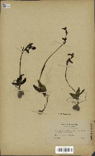 spécimen de Ophrys fusca