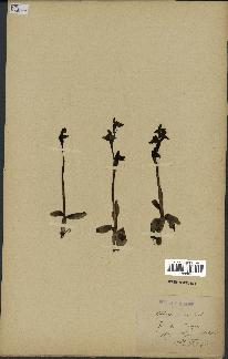 spécimen de Ophrys fusca