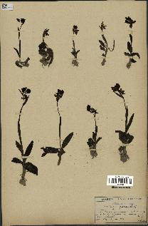 spécimen de Ophrys fusca