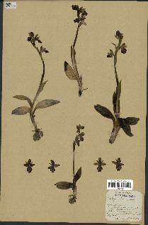 spécimen de Ophrys fusca