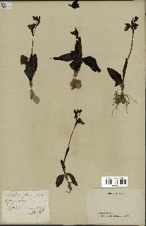 spécimen de Ophrys fusca