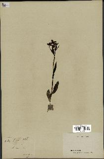 spécimen de Ophrys fusca