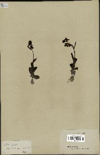 spécimen de Ophrys fusca
