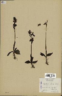 spécimen de Ophrys fusca