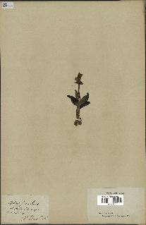 spécimen de Ophrys fusca