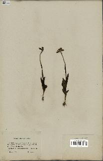 spécimen de Ophrys fusca