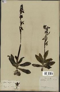 spécimen de Ophrys fusca
