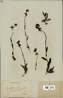 spécimen de Ophrys fusca