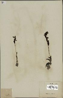 spécimen de Ophrys fusca