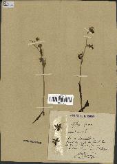 spécimen de Ophrys fusca