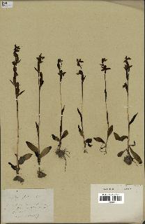 spécimen de Ophrys fusca