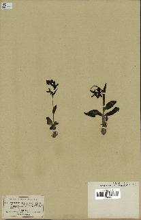 spécimen de Ophrys fusca