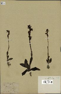 spécimen de Ophrys fusca