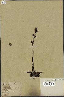 spécimen de Ophrys fusca
