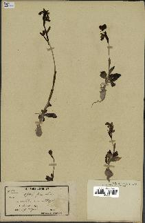spécimen de Ophrys fusca