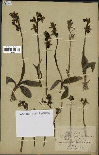 spécimen de Ophrys fusca