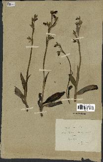 spécimen de Ophrys fusca