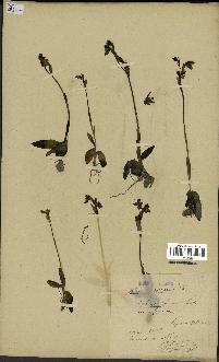 spécimen de Ophrys fusca
