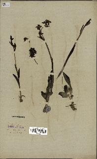 spécimen de Ophrys fusca