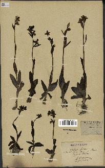 spécimen de Ophrys fusca