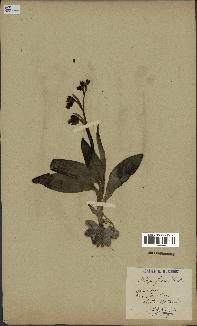 spécimen de Ophrys fusca